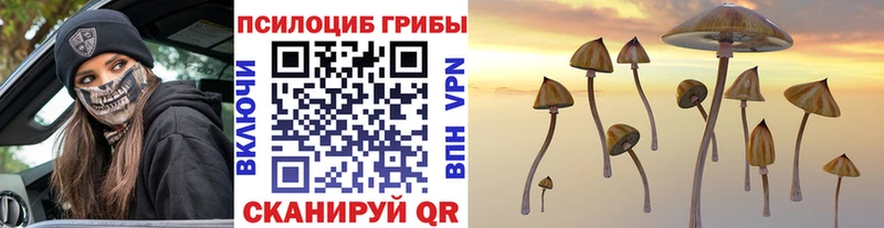 купить наркоту  Пучеж  MEGA tor  Галлюциногенные грибы Psilocybine cubensis 